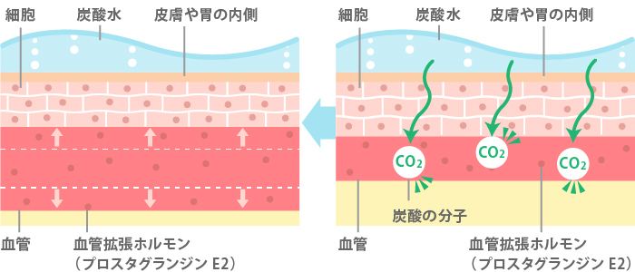 血管を広げるホルモンが分泌