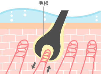 頭皮の細胞に血液が送られて、栄養や酸素がいきわたる。