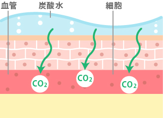 水溶液中の炭酸の分子が小さいため、皮膚から浸透して血液中に入る。